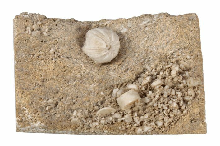 Mississippian Blastoid (Schizoblastus) - Missouri #218170